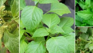 health benefits of scent leaf, scent leaf benefits