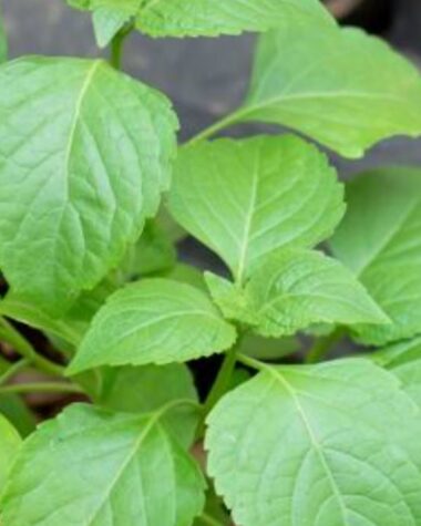 health benefits of scent leaf, scent leaf benefits