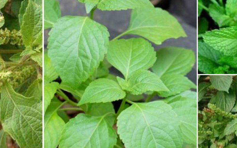 health benefits of scent leaf, scent leaf benefits