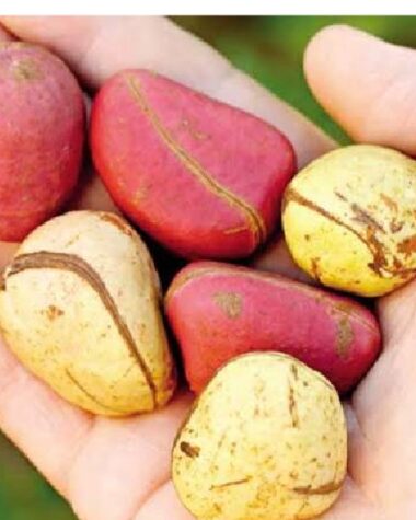 Health Benefits of Kola Nuts, Benefits of kola nuts
