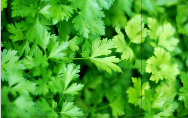 benefit of parsley leave