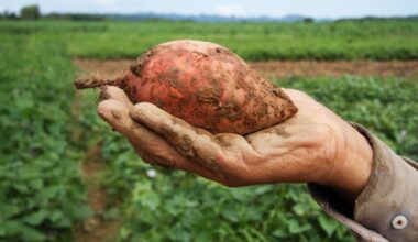 Nutritional Value of Sweet Potatoes, nutritional content of sweet potatoes, sweet potato nutrition content, sweet potato nutritional value per 100g