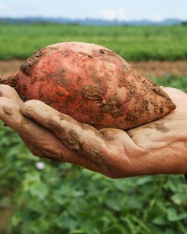 Nutritional Value of Sweet Potatoes, nutritional content of sweet potatoes, sweet potato nutrition content, sweet potato nutritional value per 100g