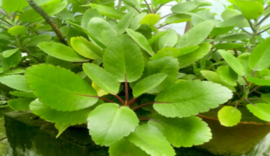 Health Benefit of Miracle Leaf