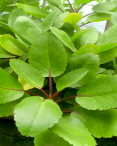 Health Benefit of Miracle Leaf