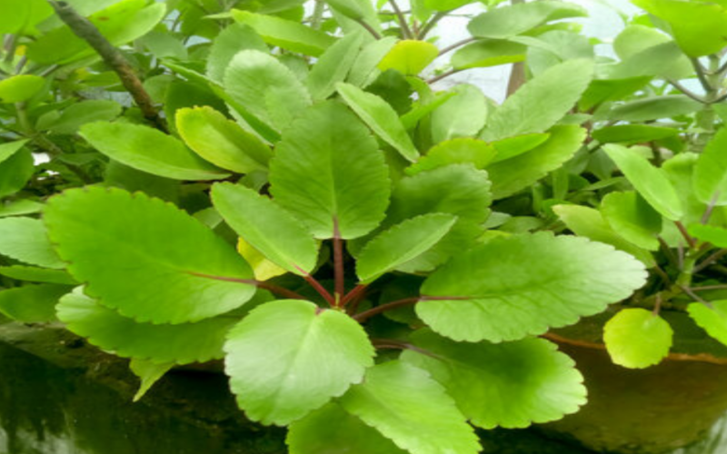 Health Benefit of Miracle Leaf