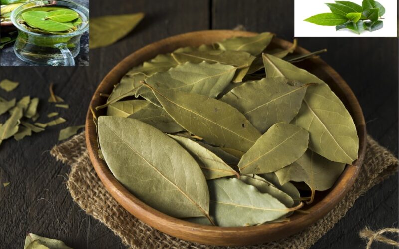 Surprising Health Benefits of Bay Leaves